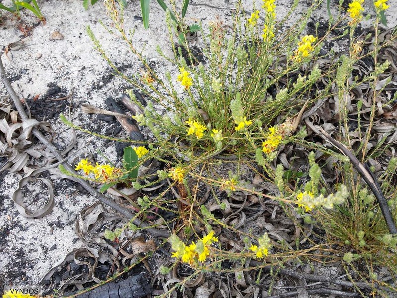 Aspalathus lotoides photo 8