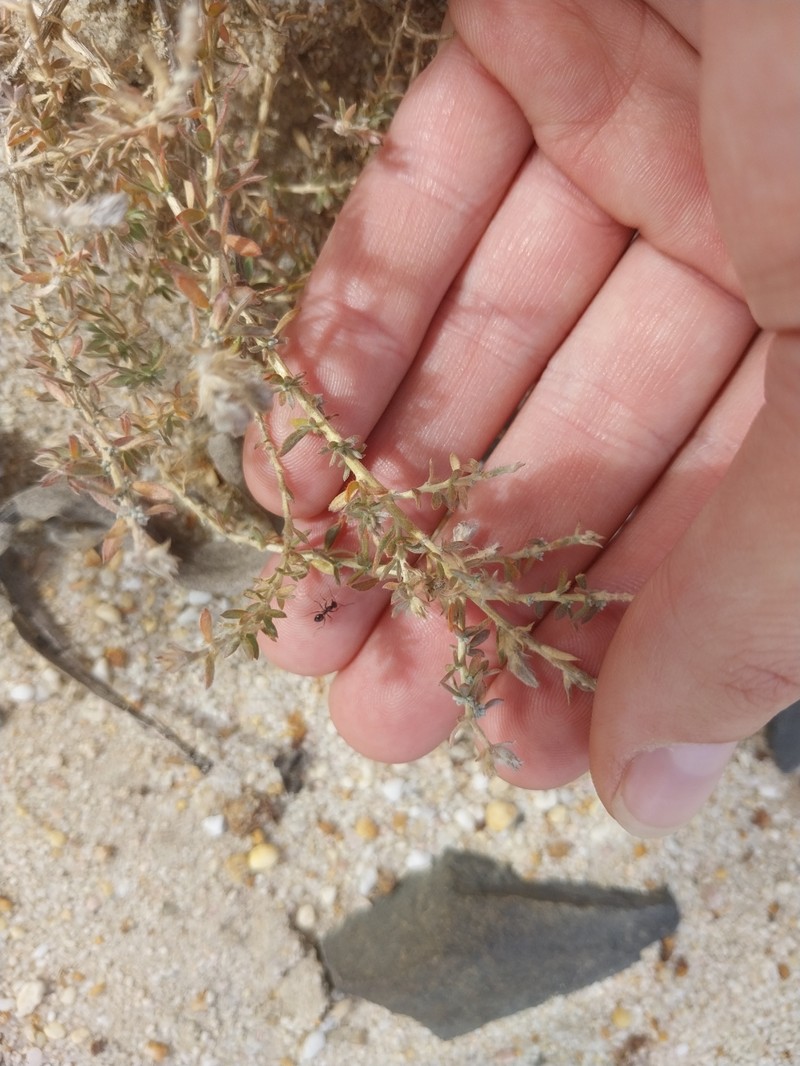 Aspalathus lotoides subsp. lotoides