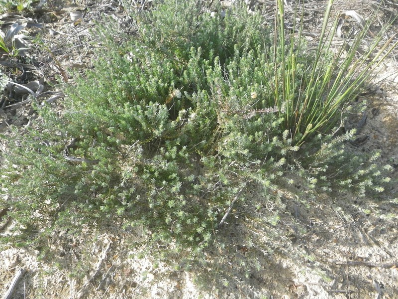 Aspalathus lotoides subsp. lotoides photo 2