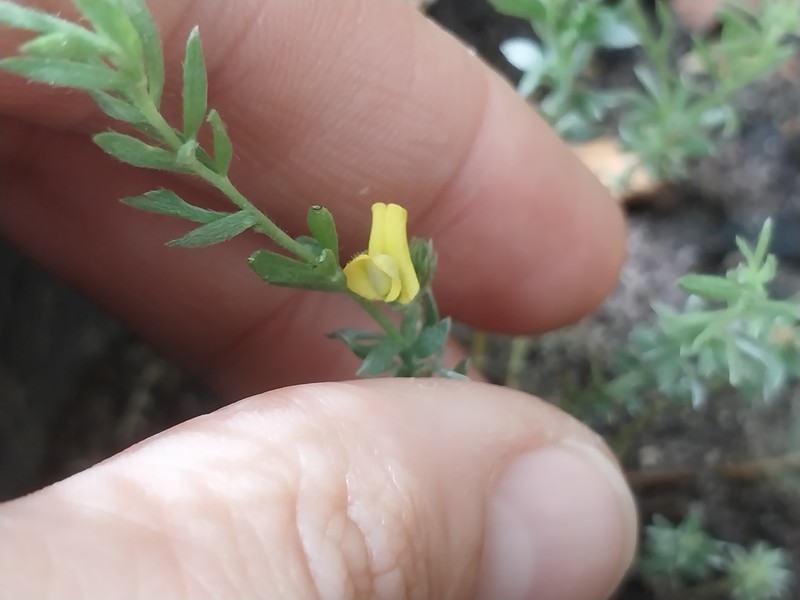 Aspalathus lotoides subsp. lotoides photo 3