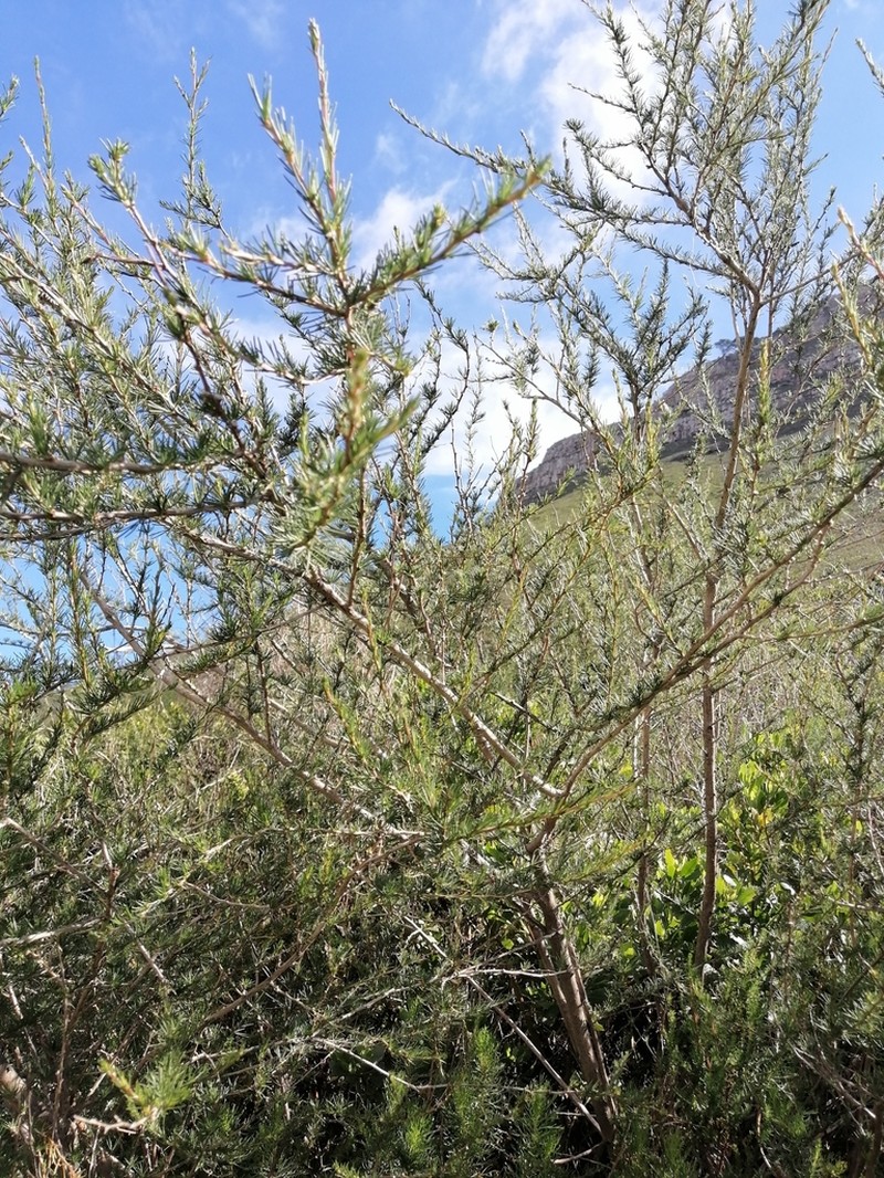 Aspalathus macrantha photo 3