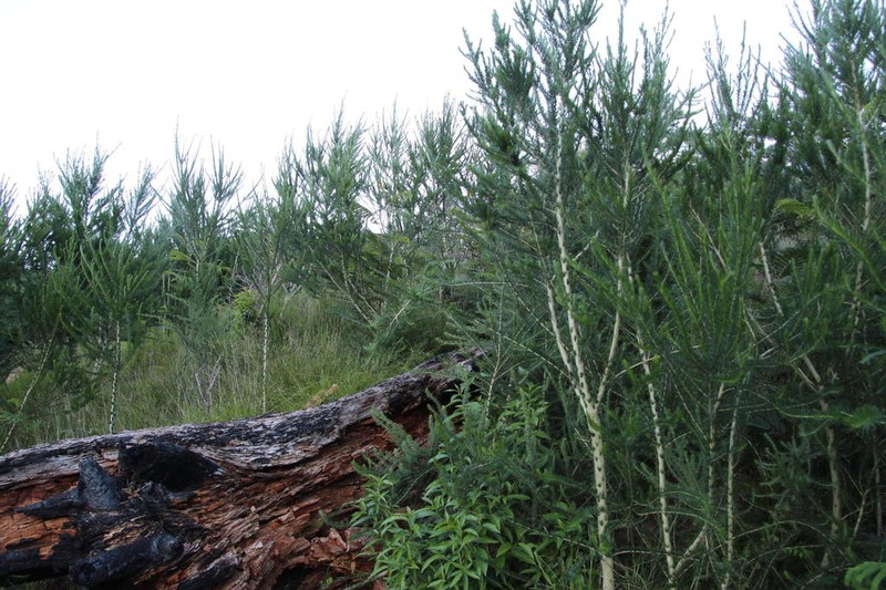 Aspalathus macrantha photo 6