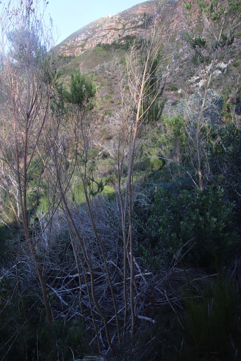 Aspalathus macrantha photo 7