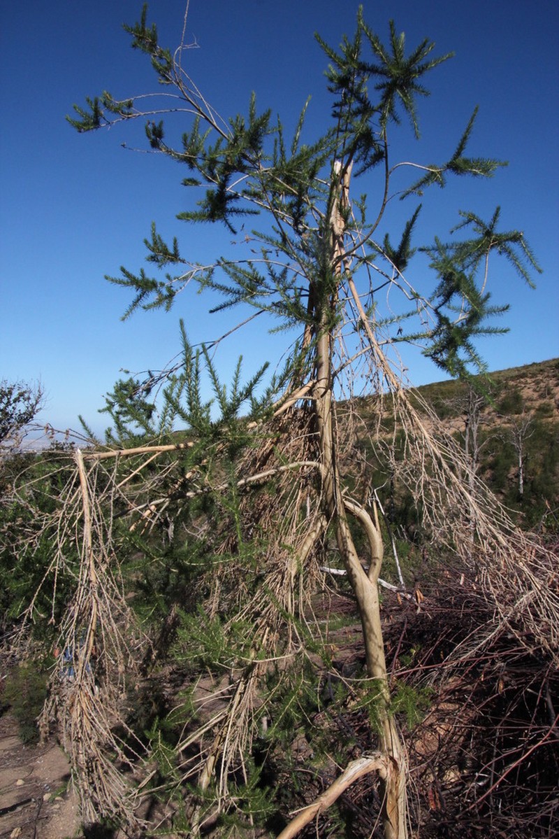 Aspalathus macrantha photo 8