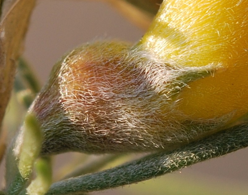 Aspalathus macrocarpa photo 2
