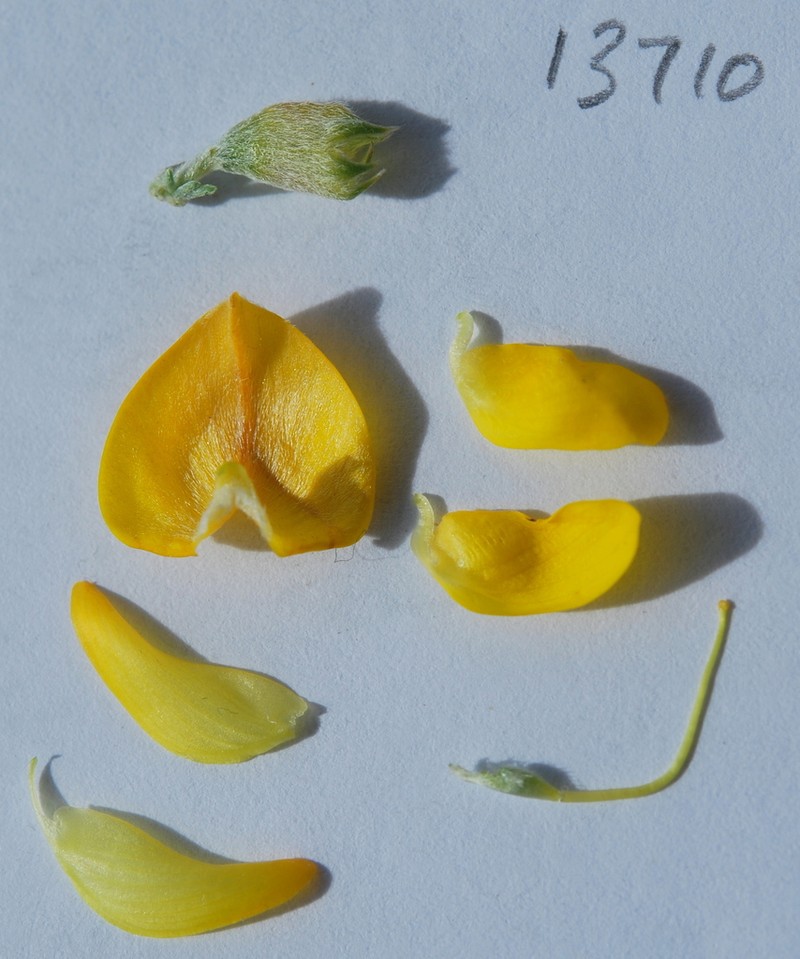 Aspalathus macrocarpa photo 4