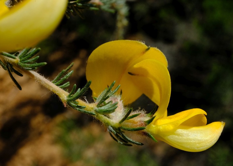 Aspalathus macrocarpa photo 5