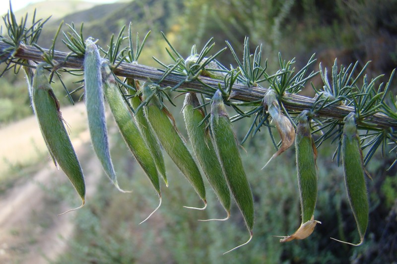 Aspalathus macrocarpa photo 6