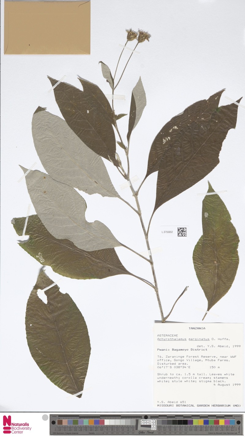 Aspalathus marginalis