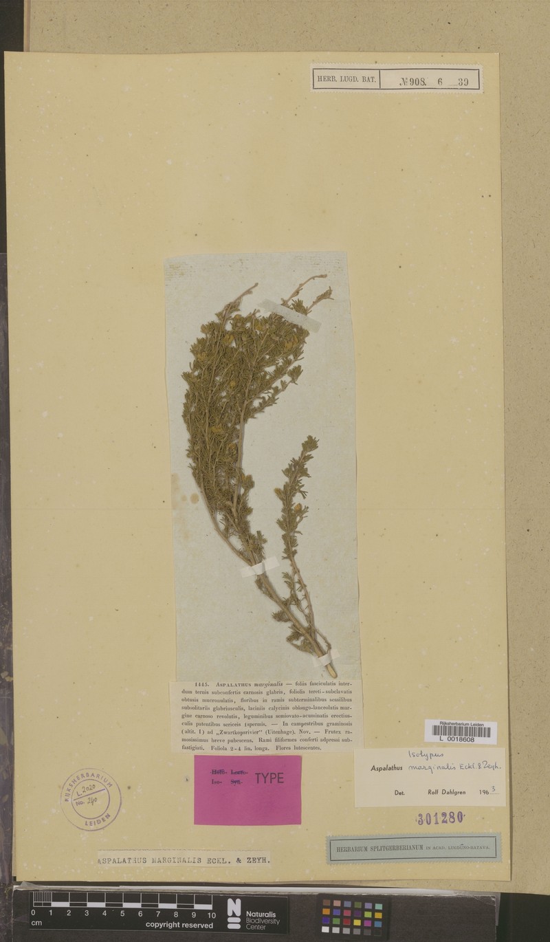 Aspalathus marginalis photo 2