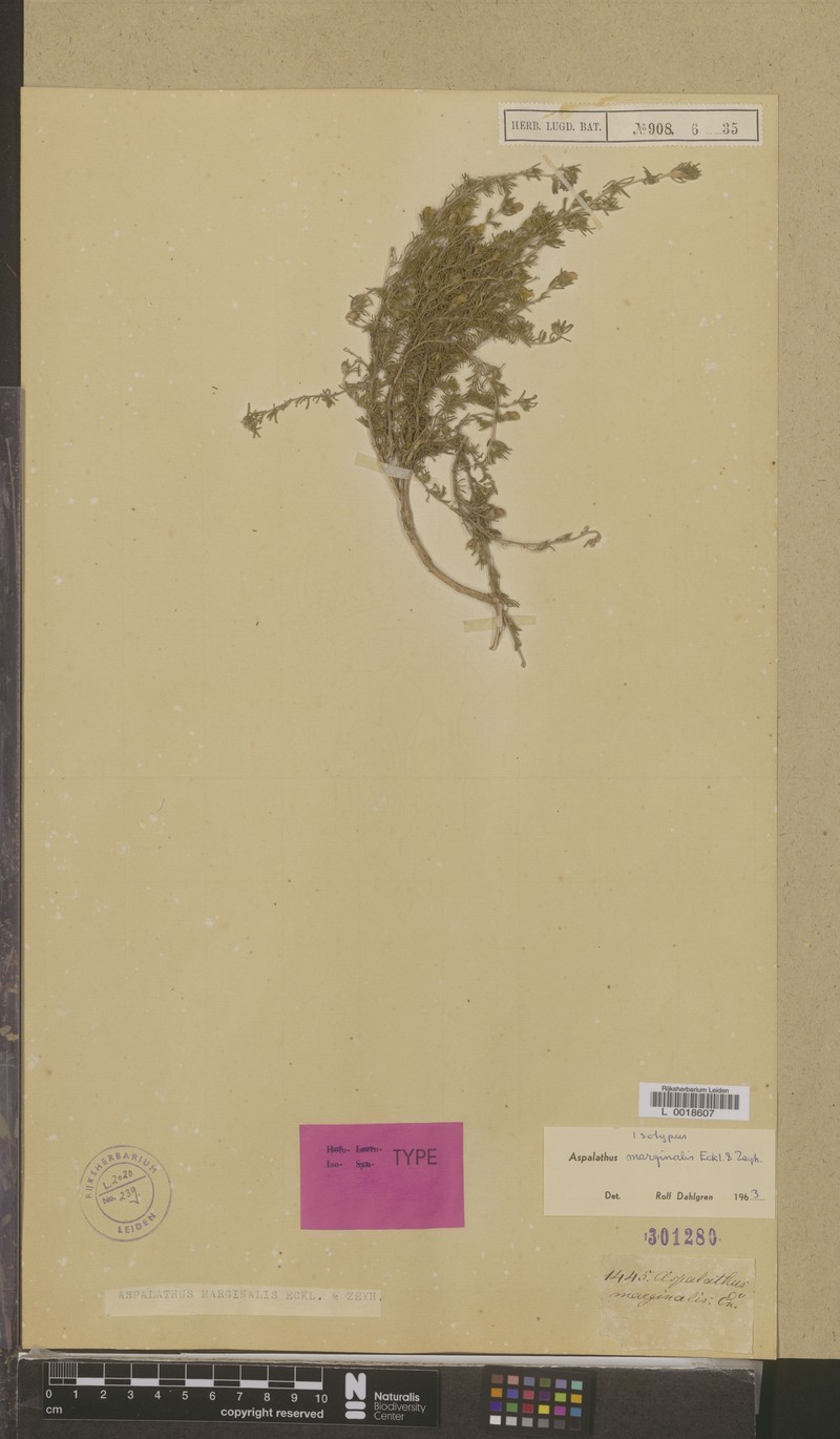 Aspalathus marginalis photo 3