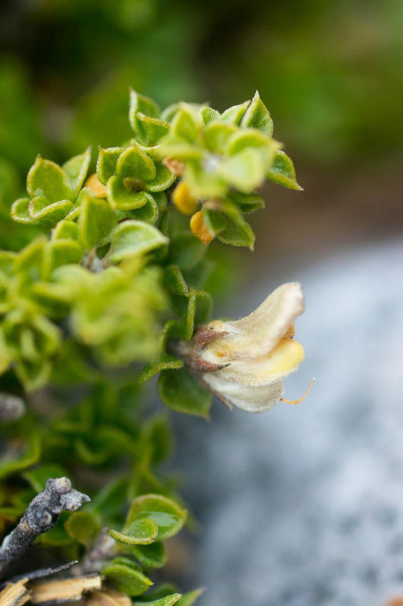 Aspalathus marginata