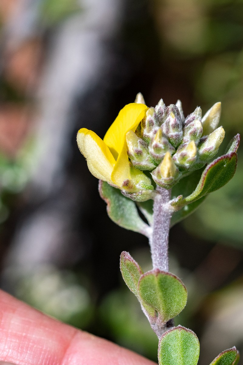 Aspalathus marginata photo 2