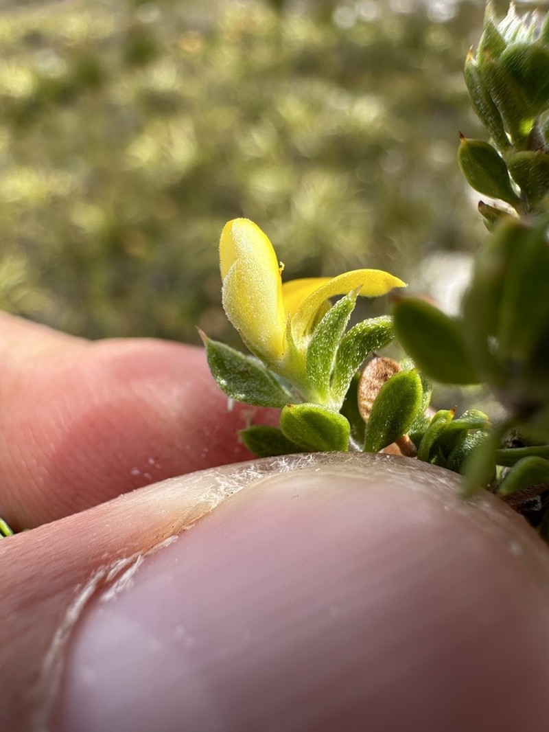 Aspalathus marginata photo 4