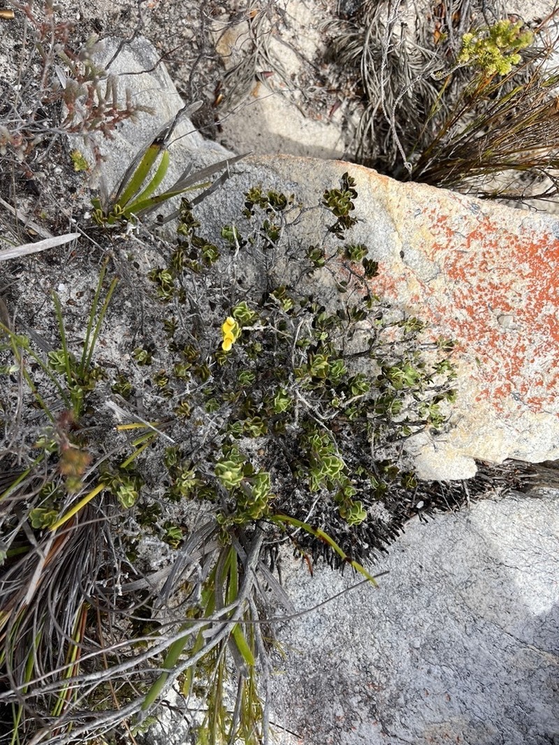 Aspalathus marginata photo 5