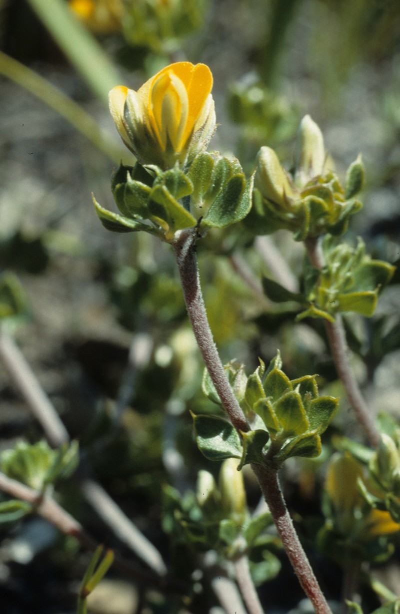 Aspalathus marginata photo 6