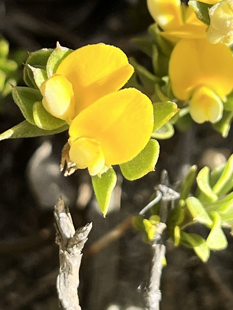 Aspalathus marginata photo 8