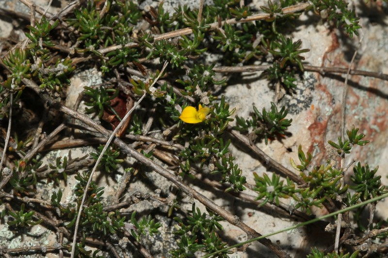 Aspalathus microlithica