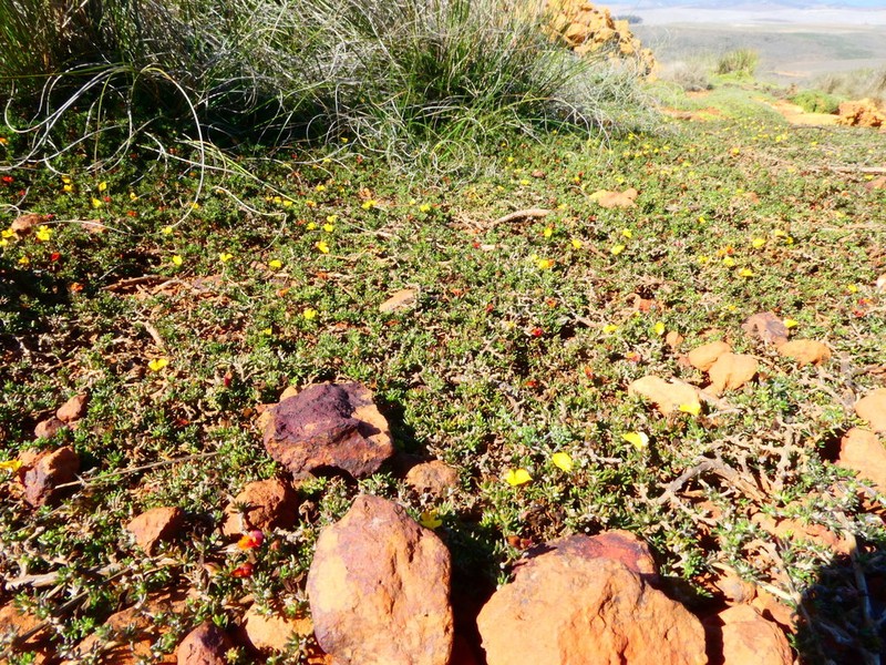 Aspalathus microlithica photo 2