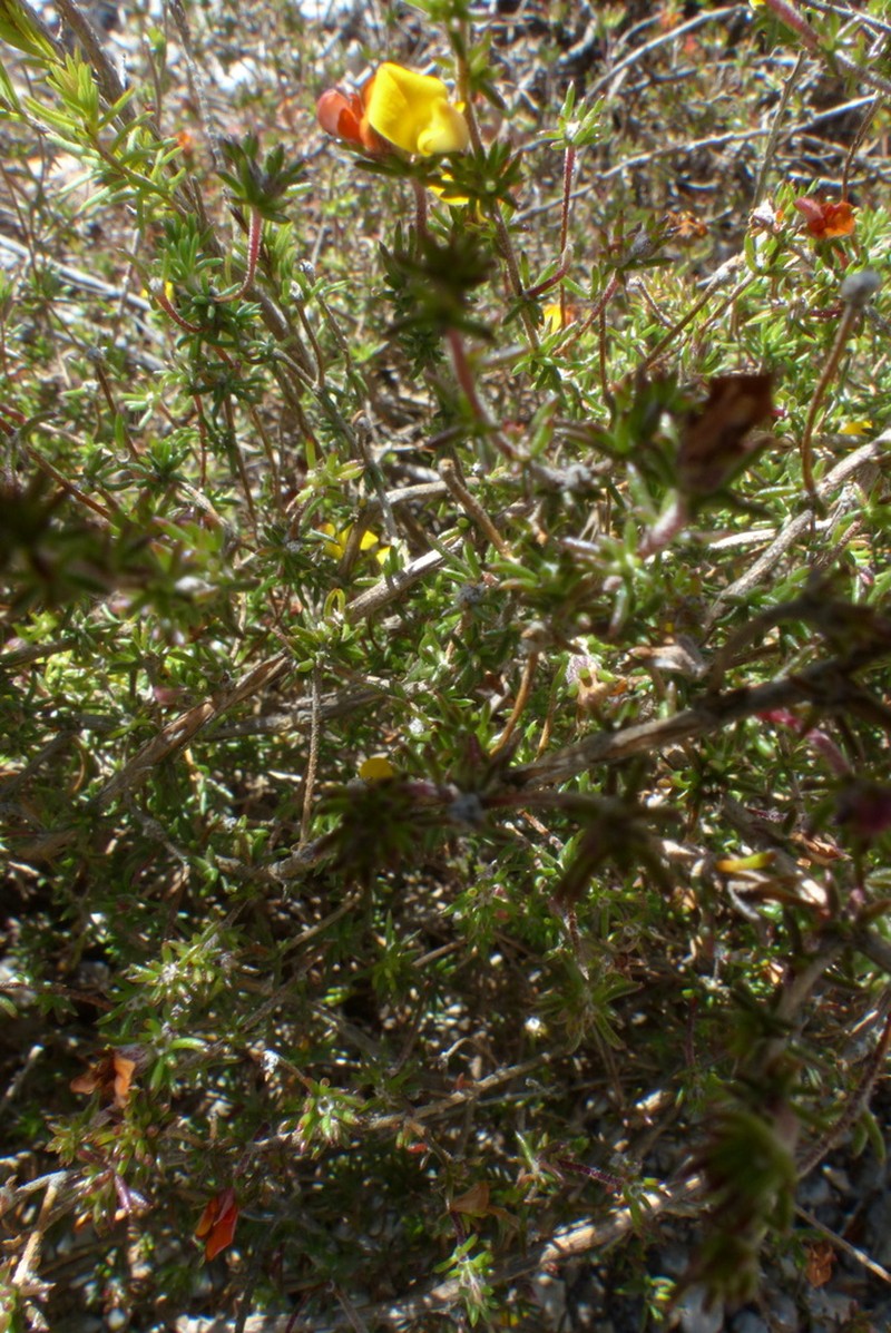 Aspalathus microlithica photo 3
