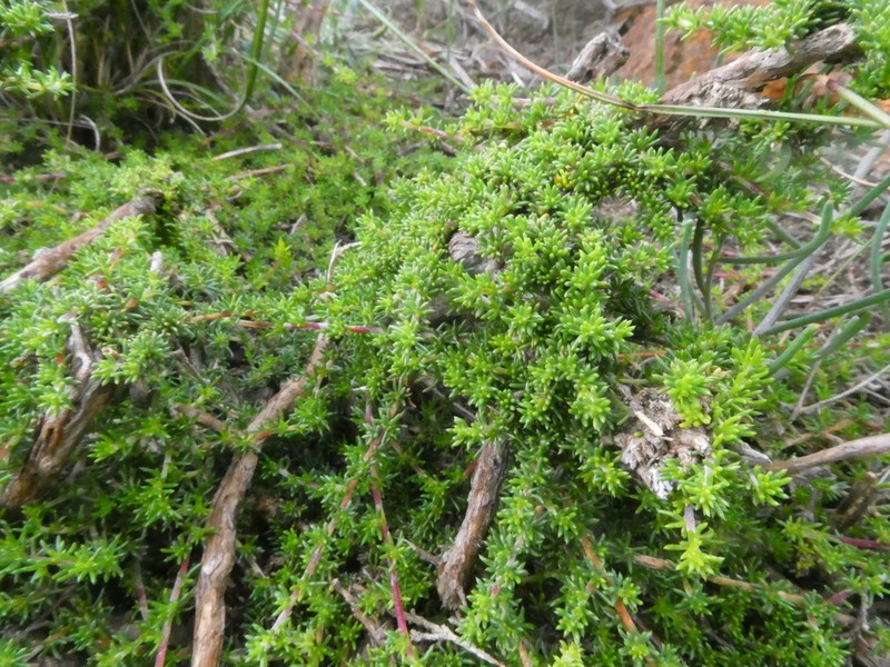 Aspalathus microlithica photo 4