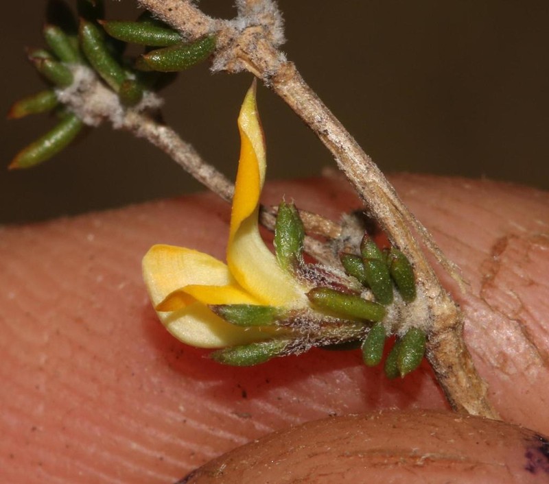 Aspalathus microlithica photo 5
