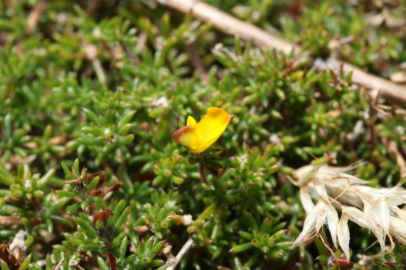 Aspalathus microlithica photo 6