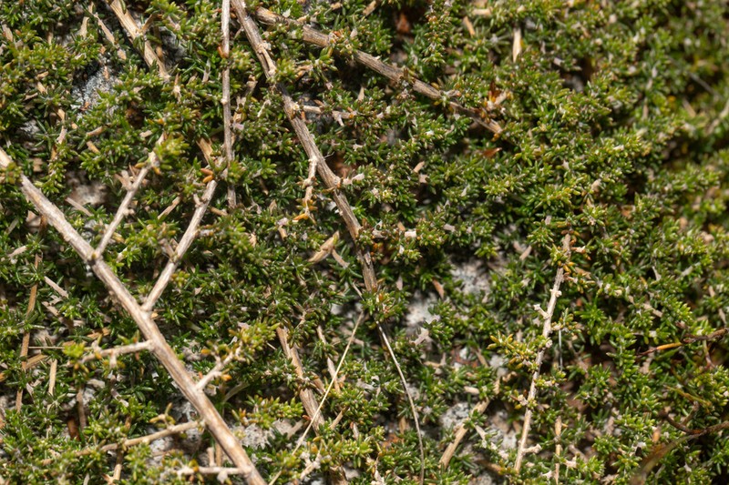 Aspalathus microlithica photo 7