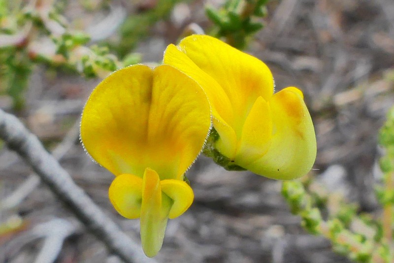 Aspalathus microphylla