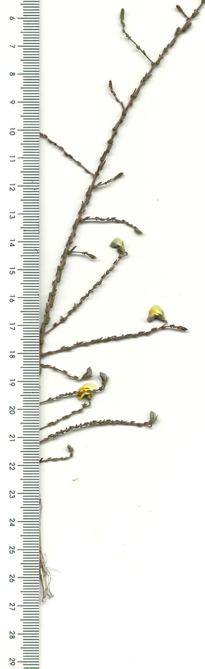 Aspalathus microphylla photo 2