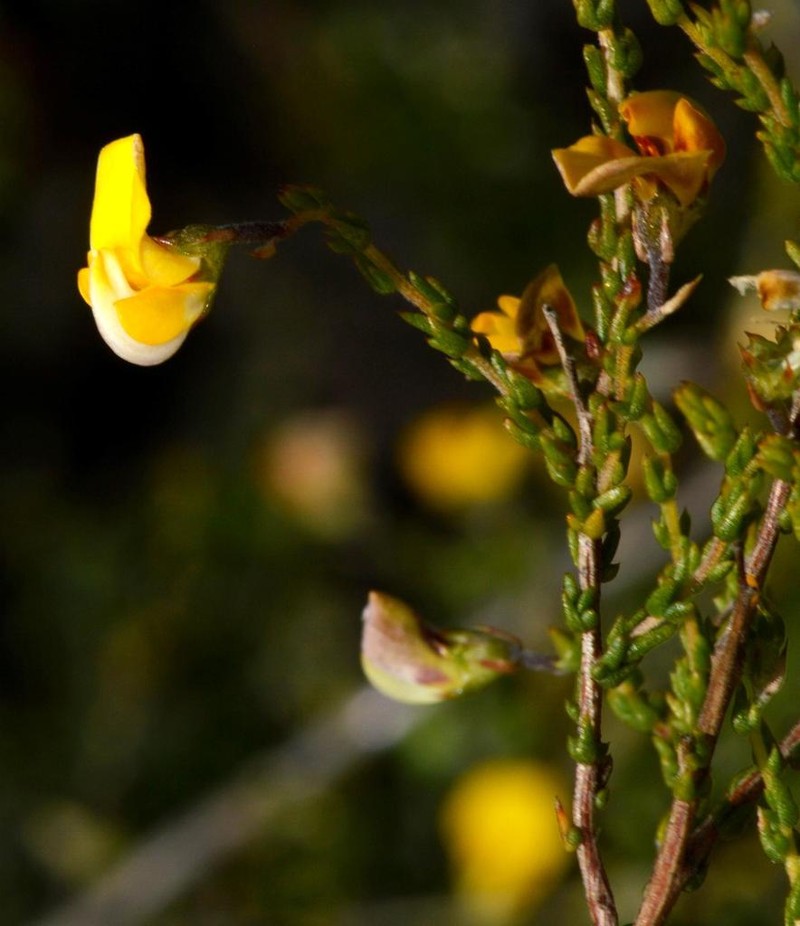 Aspalathus microphylla photo 3