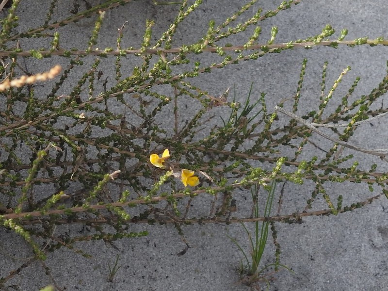 Aspalathus microphylla photo 4