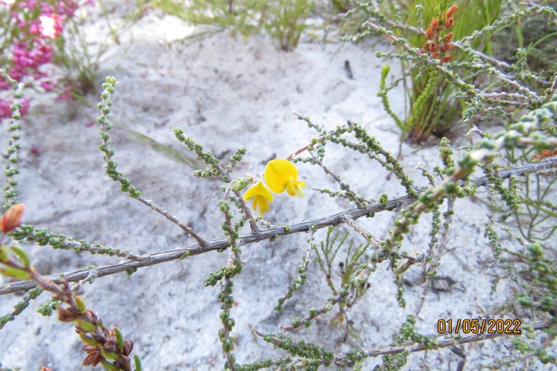 Aspalathus microphylla photo 5