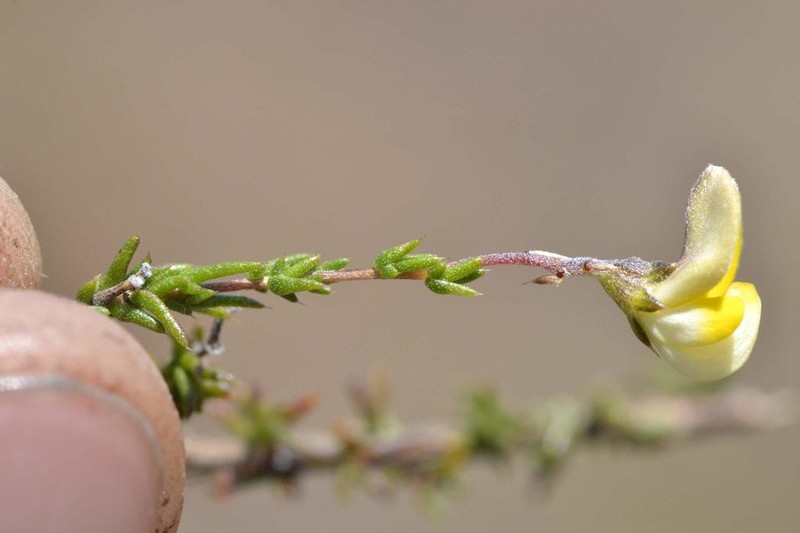 Aspalathus microphylla photo 6