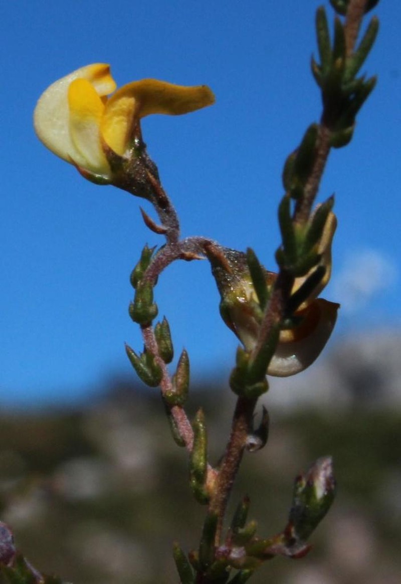 Aspalathus microphylla photo 7