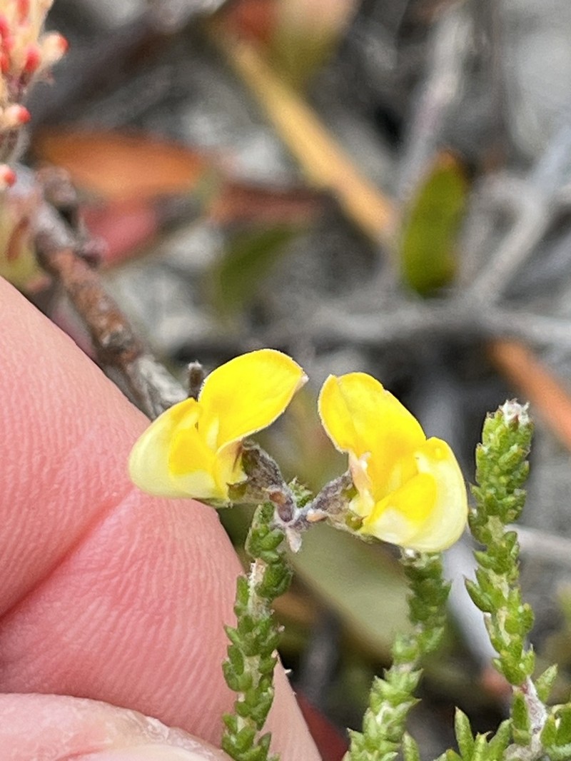 Aspalathus microphylla photo 8