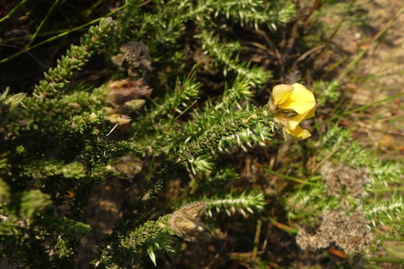 Aspalathus millefolia