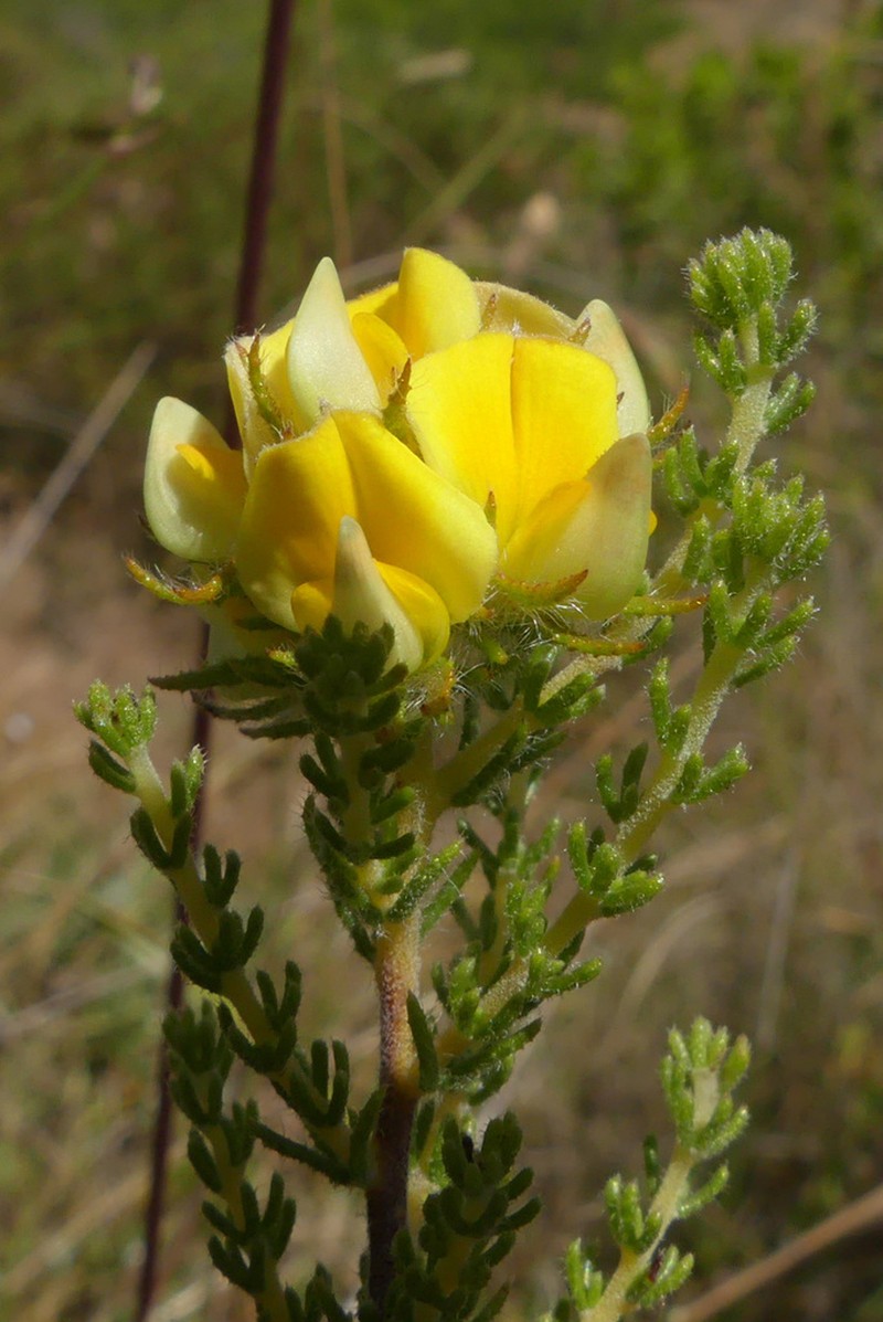 Aspalathus millefolia photo 2