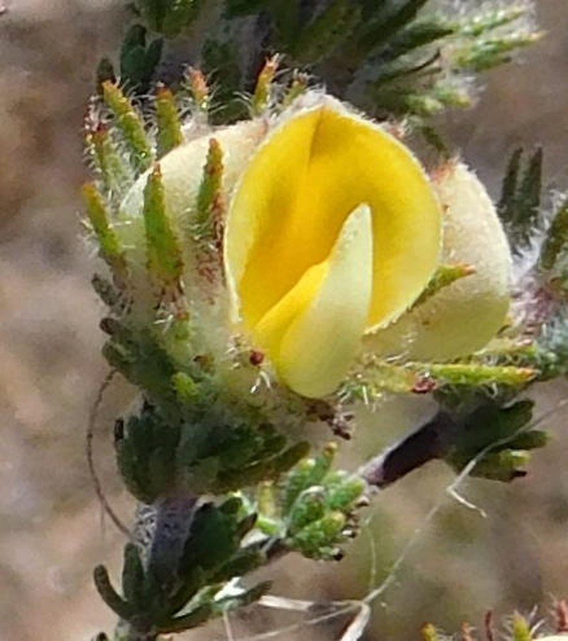Aspalathus millefolia photo 3