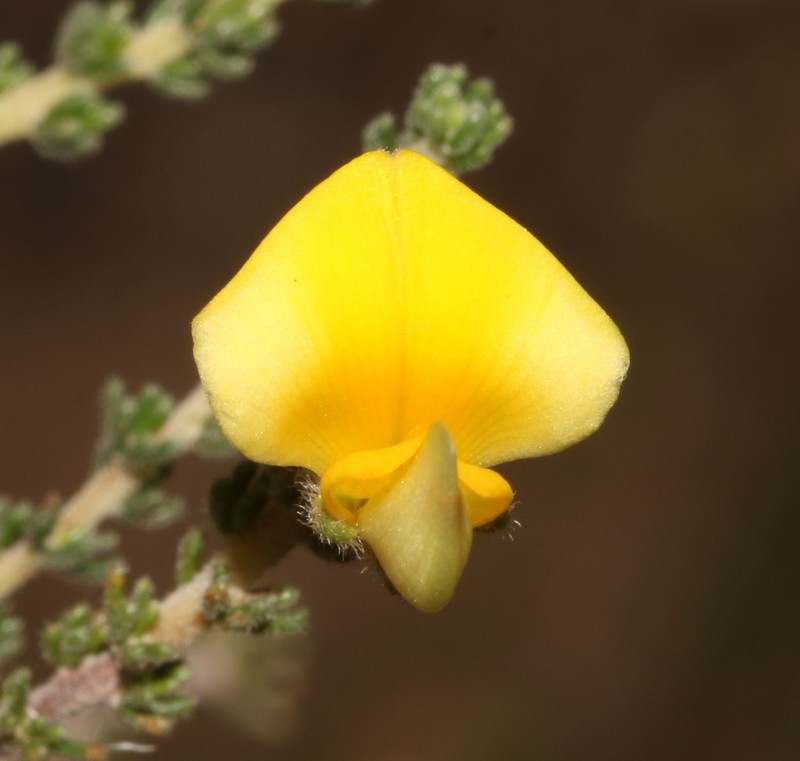 Aspalathus millefolia photo 4