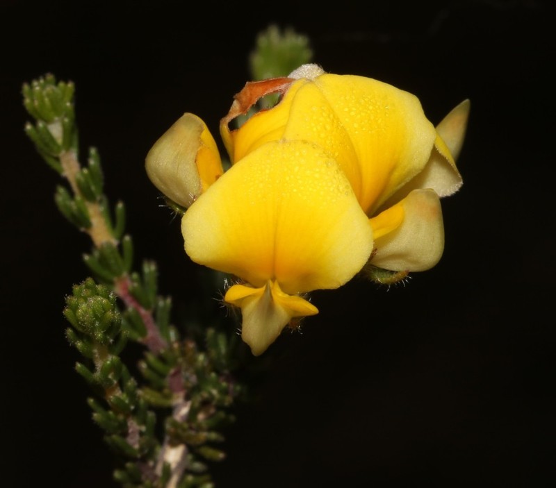 Aspalathus millefolia photo 5