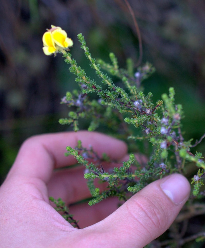 Aspalathus millefolia photo 6