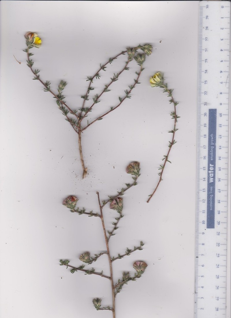Aspalathus millefolia photo 7