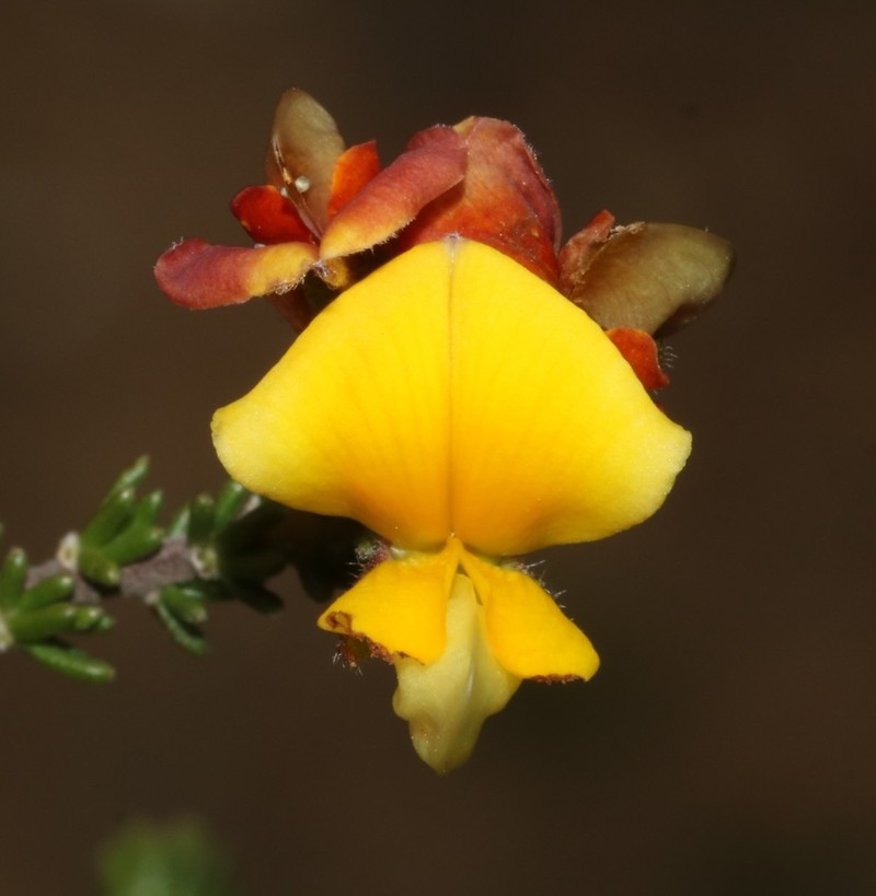 Aspalathus millefolia photo 8