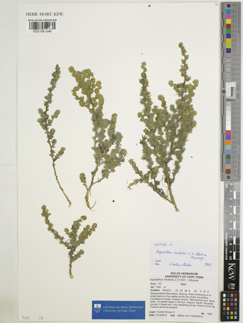 Aspalathus modesta