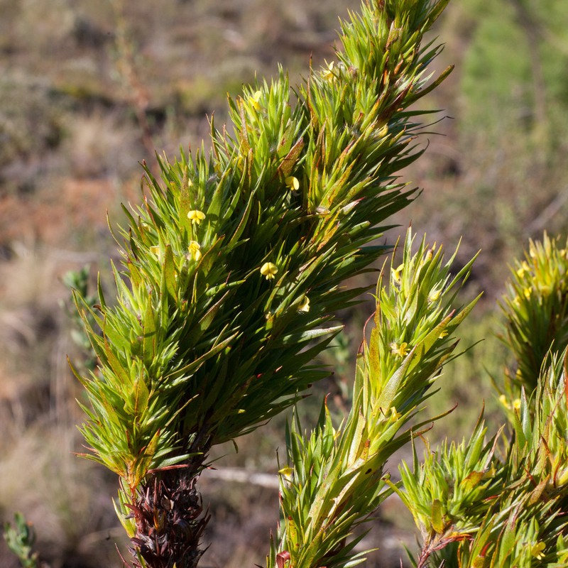 Aspalathus monosperma