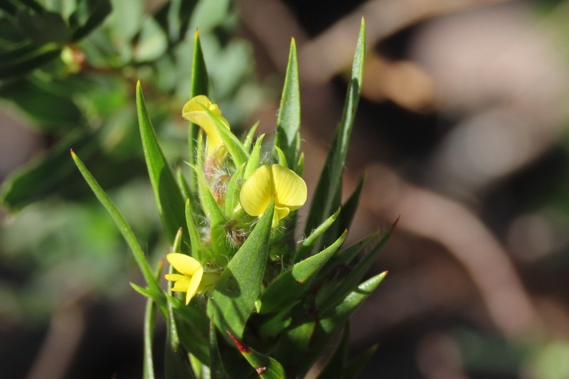 Aspalathus monosperma photo 2