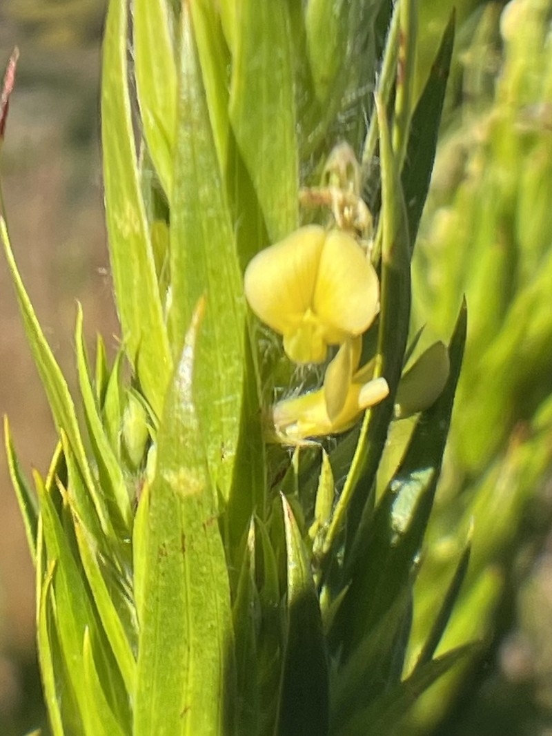 Aspalathus monosperma photo 3