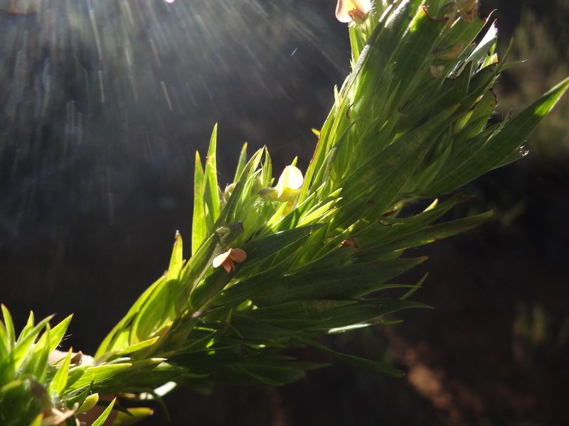Aspalathus monosperma photo 4