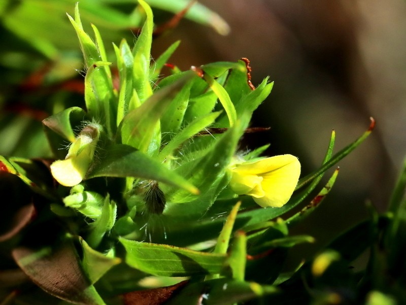 Aspalathus monosperma photo 5